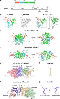 Targeting Trop2 in solid tumors: a look into structures and novel epitopes